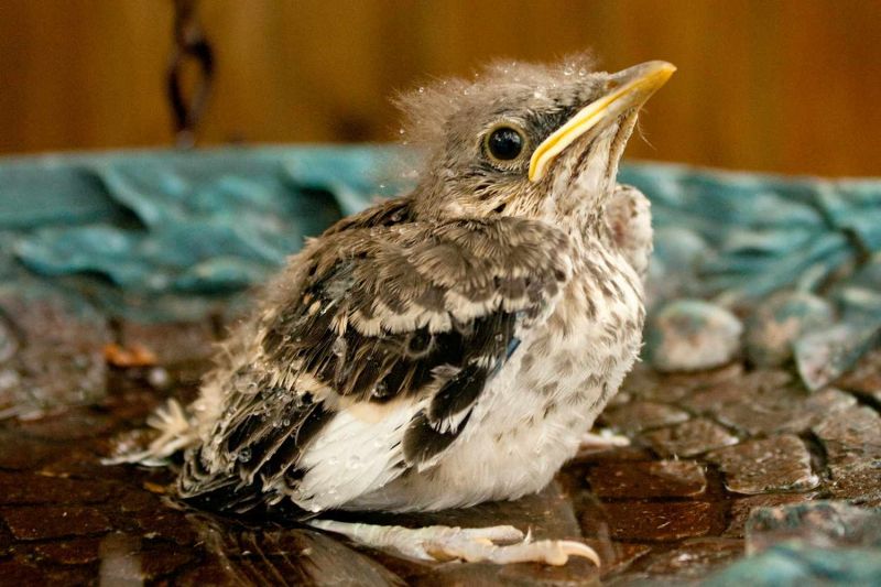 what-do-baby-birds-eat-daily-birder