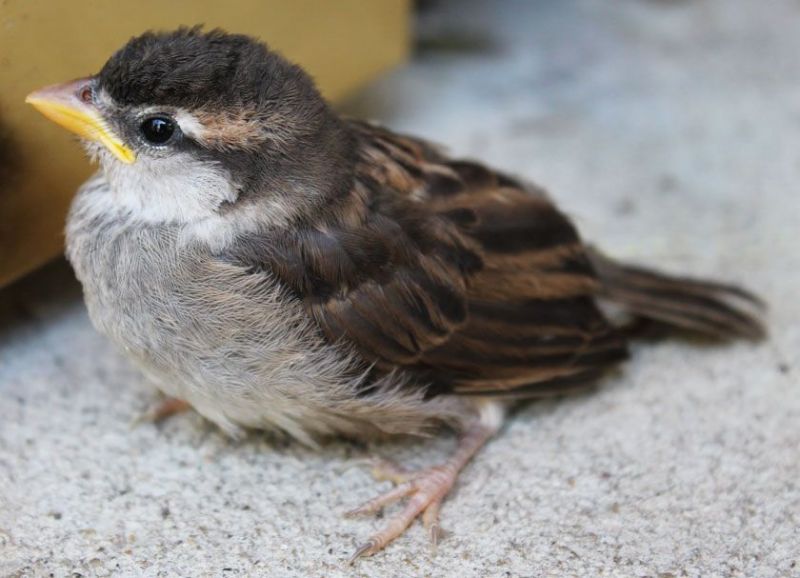 baby house sparrow