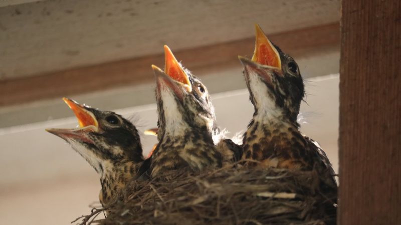 hungry baby robins