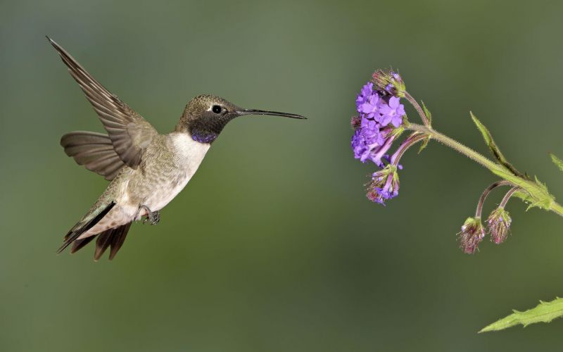 black chinned hummingbird