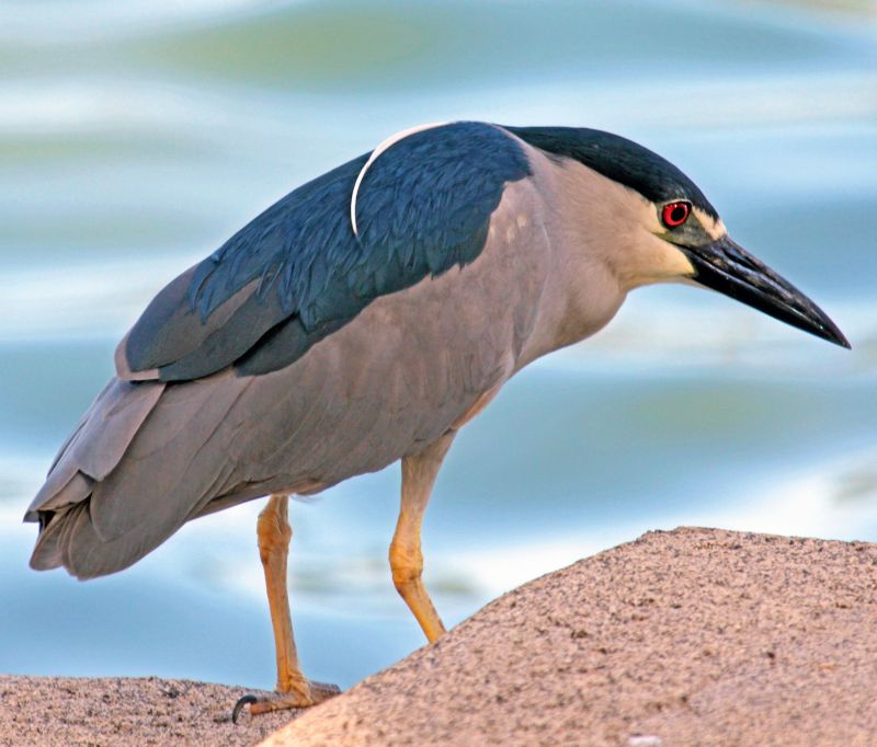 black crowned night heron