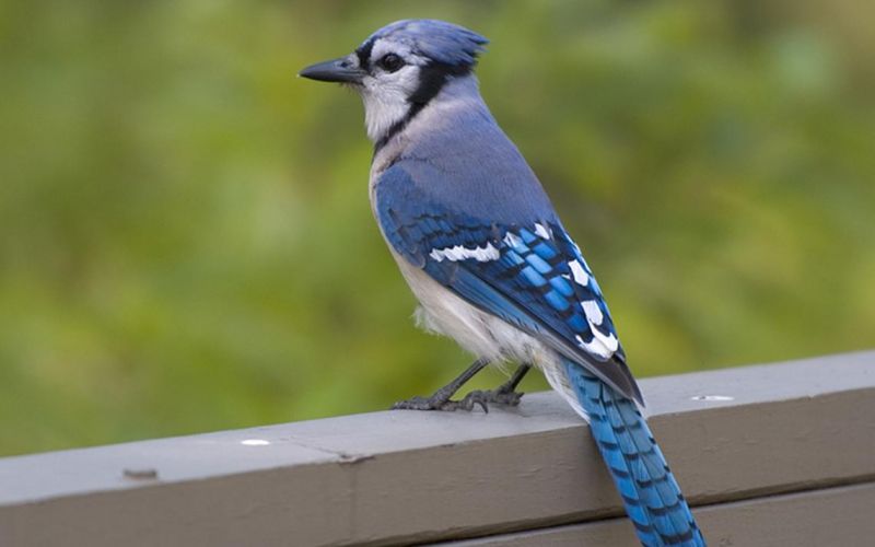 blue jay