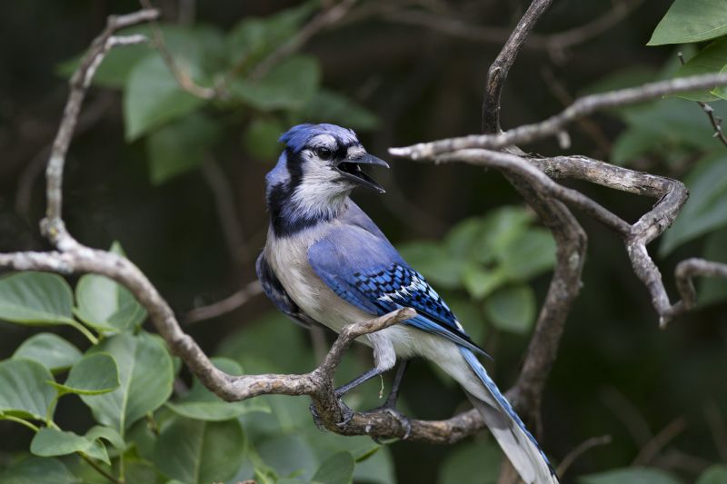 prompthunt: a group of blue jay birds having a tea party.