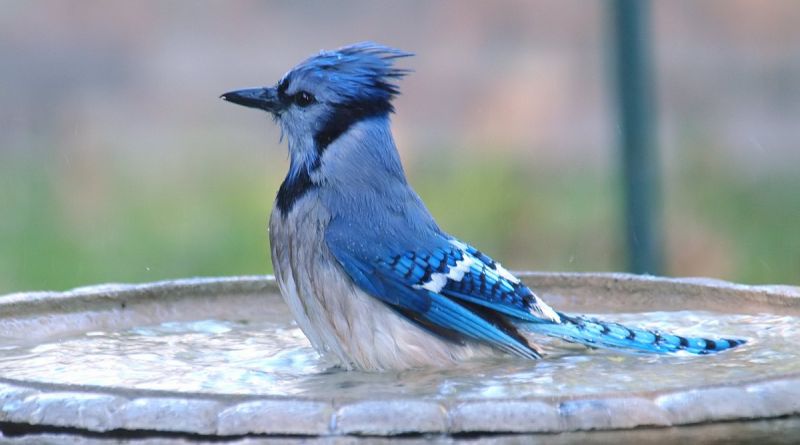 blue jay bird bath