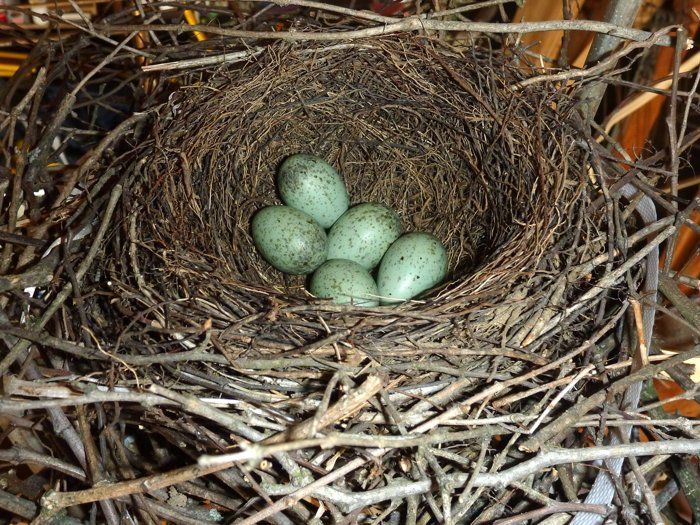 The Blue Jay Nest Blue Jay Nesting Habits Daily Birder the-blue-jay-nest-blue-jay-nesting-habits-daily-birder