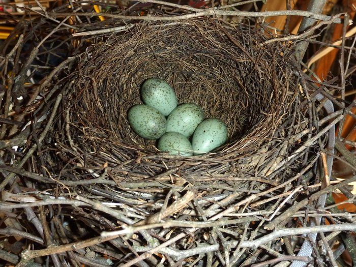 the-blue-jay-nest-blue-jay-nesting-habits-daily-birder