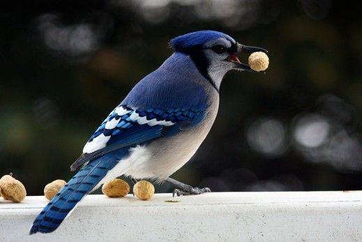 blue jay eating peanut