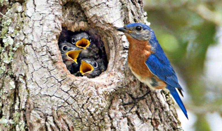 The Bluebird Nest: Eastern Bluebird Nesting & Mating Habits - Daily Birder