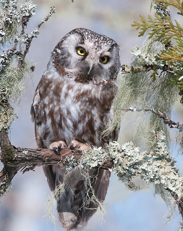 boreal owl