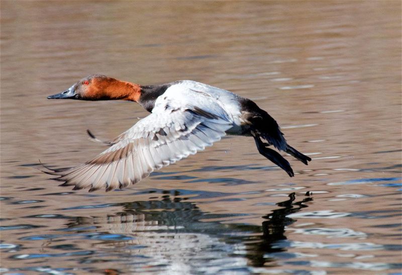 canvasback