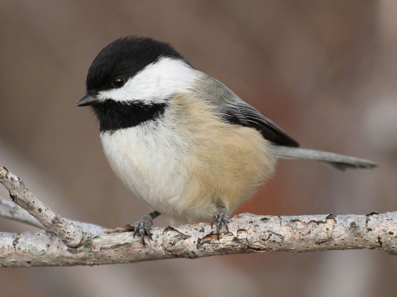 The Chickadee Nest: Chickadee Nesting Habits - Daily Birder