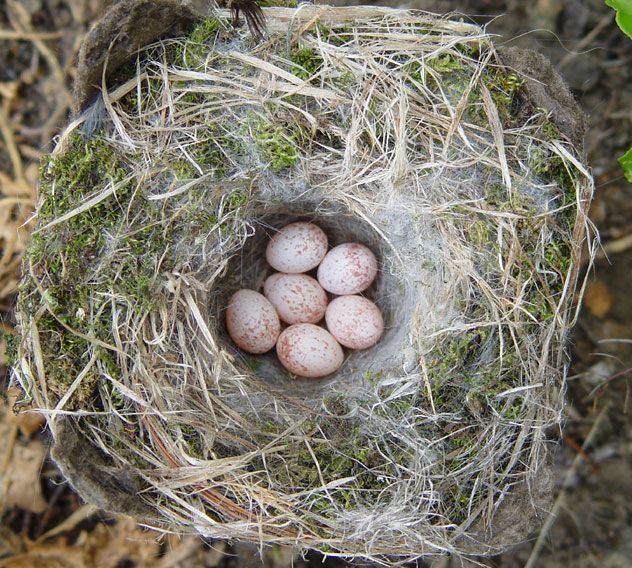chickadee nest with eggs inside of it