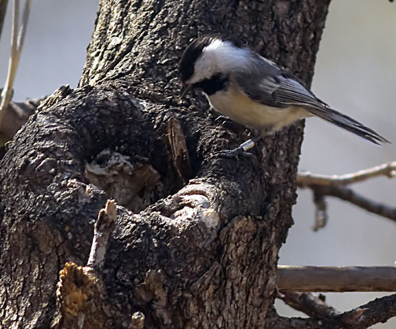 chickadee nest