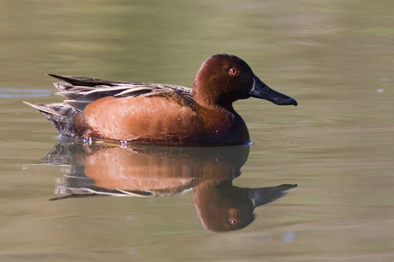 cinnamon teal