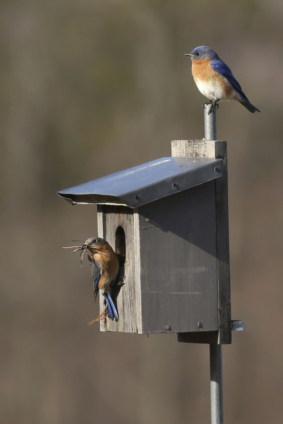 birds hanging at a bird house