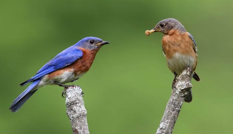 bluebird mates