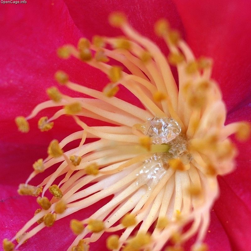 flower nectar