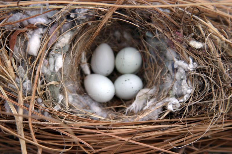 house sparrow nest