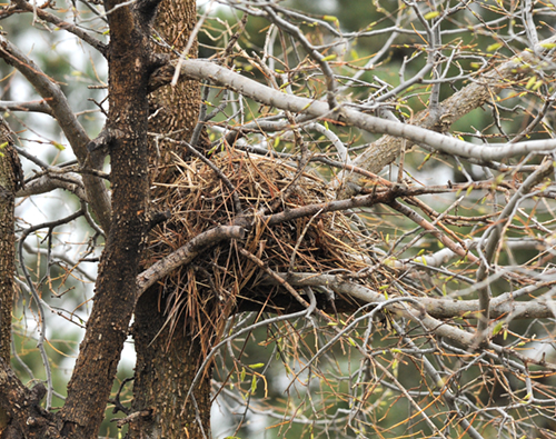 house sparrow nest