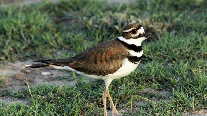 killdeer