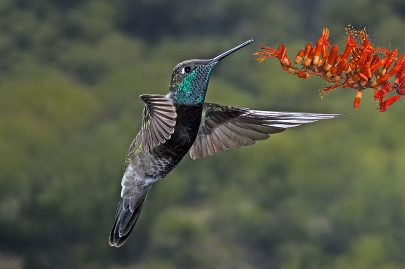 magnificent or refulgent hummingbird