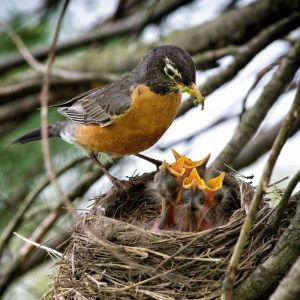 mama robin feeding baby robins