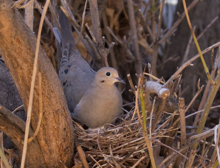 How Long Do Doves Live? Daily Birder