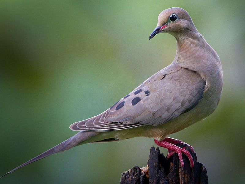 How long does mourning doves live