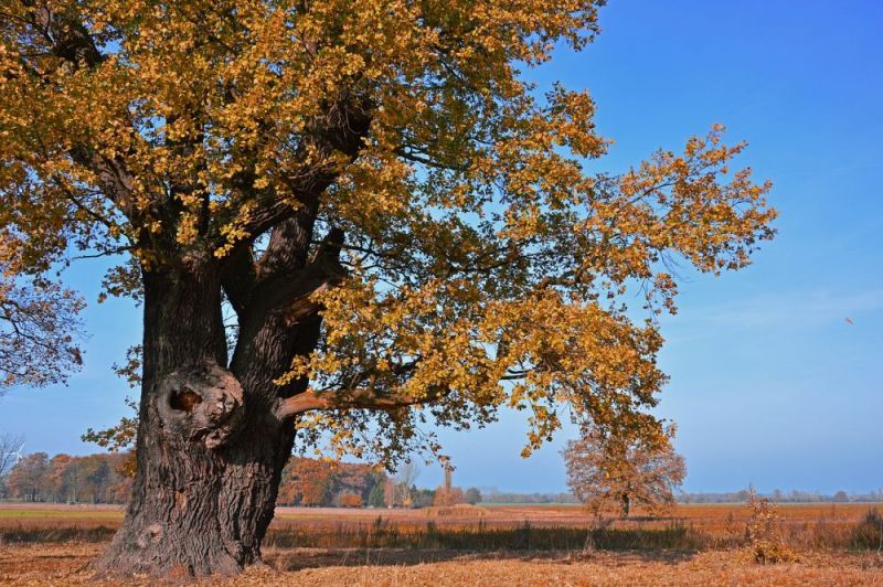 oak tree