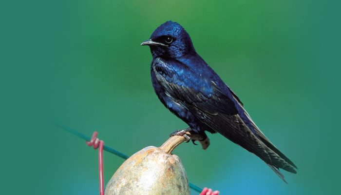 purple martin perching