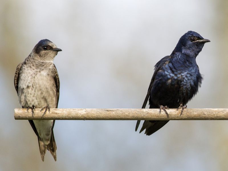 purple martin hanging out with other bird