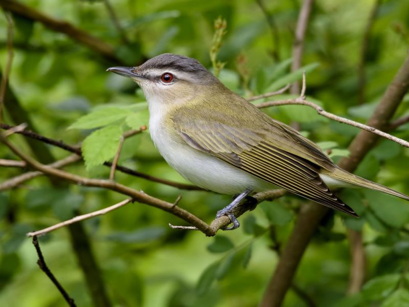 red eyed vireo