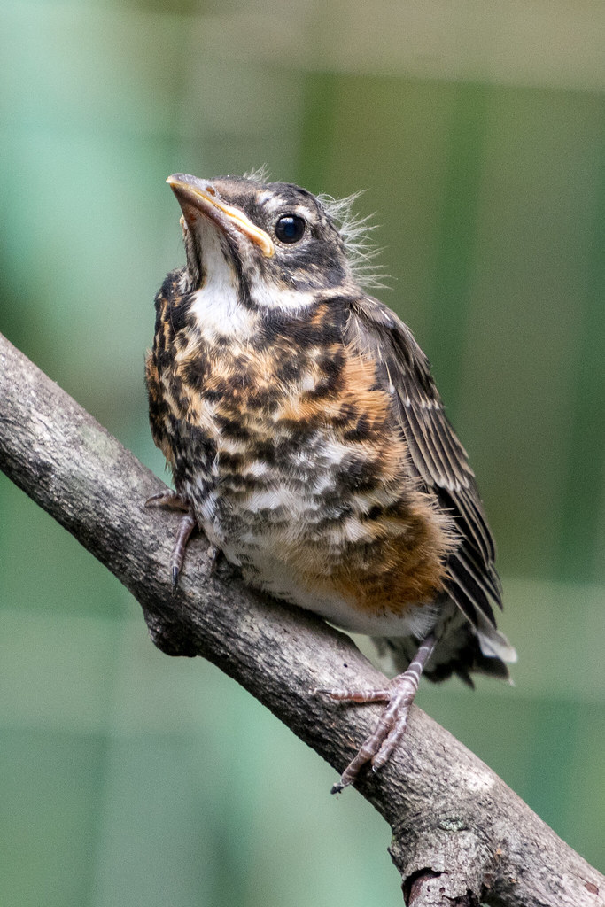 robin fledgling