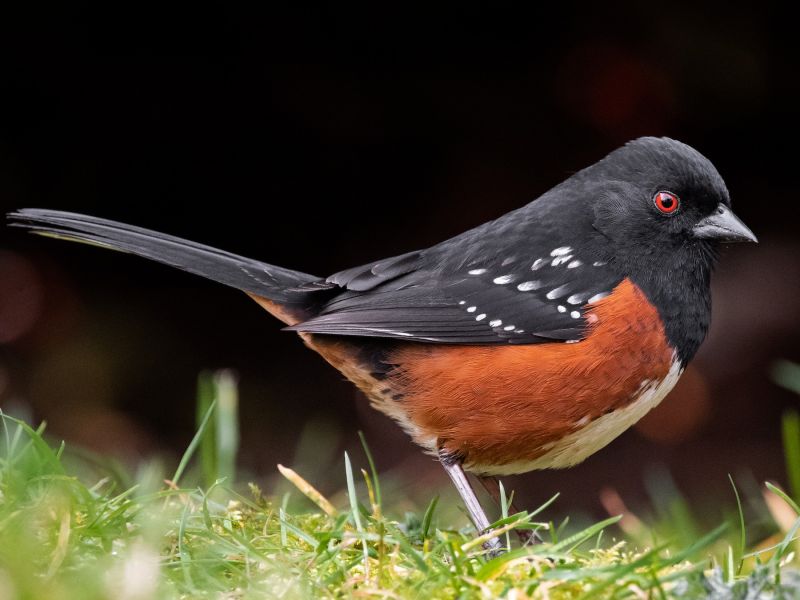 spotted towhee