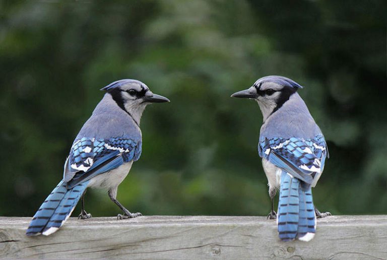 the-blue-jay-nest-blue-jay-nesting-habits-daily-birder