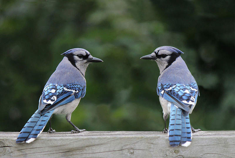 Blue Jays Dig For Nesting Material