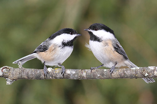 two chickadees hanging out