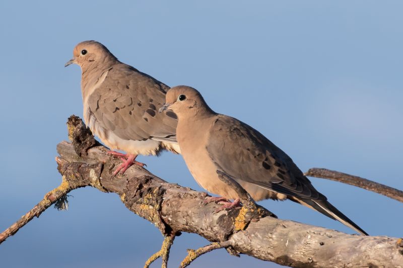 How long do doves live uk