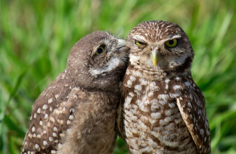 two owls