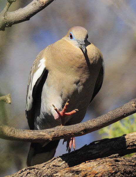 white winged dove