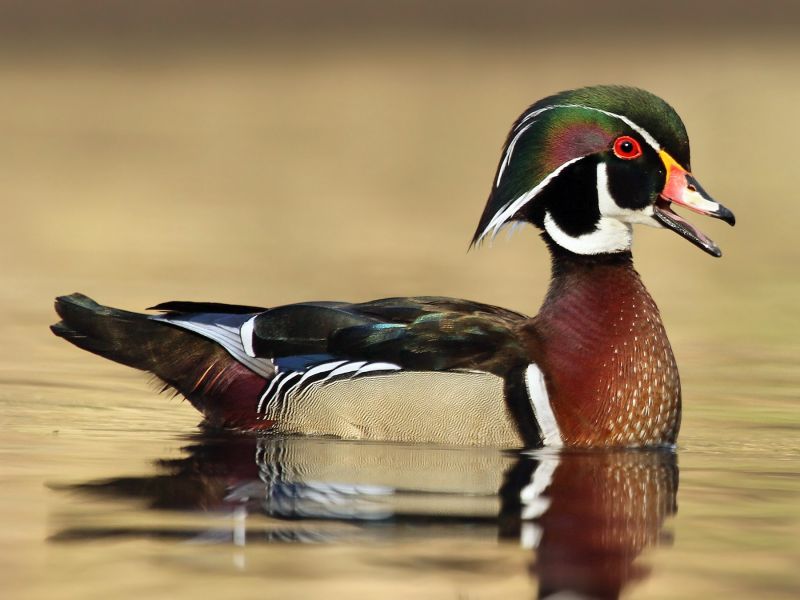 wood duck