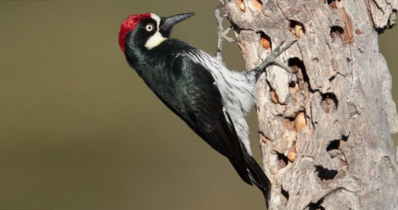 acorn woodpecker