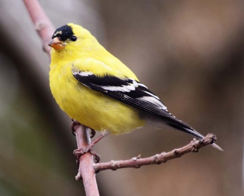 american goldfinch