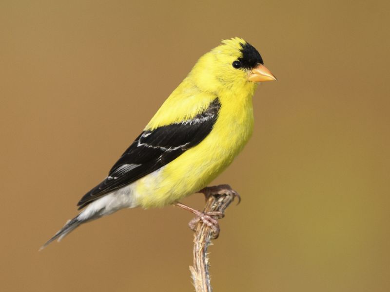 american goldfinch in ohio