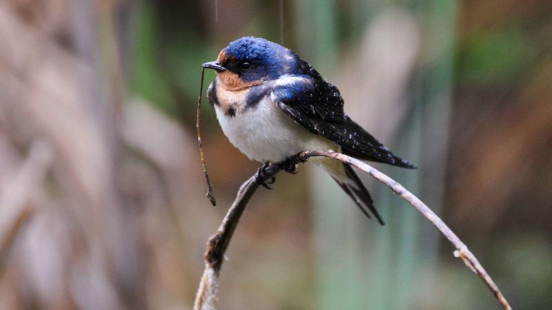 the-barn-swallows-nest-nesting-habits-of-the-swallows-daily-birder