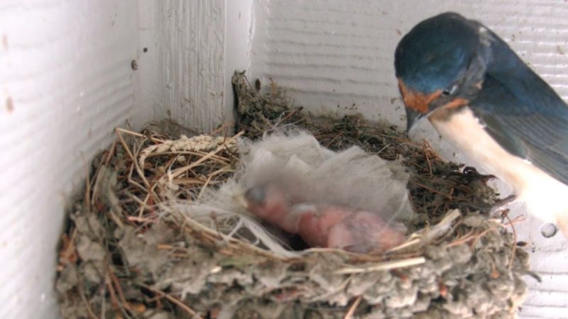 barn swallows nest