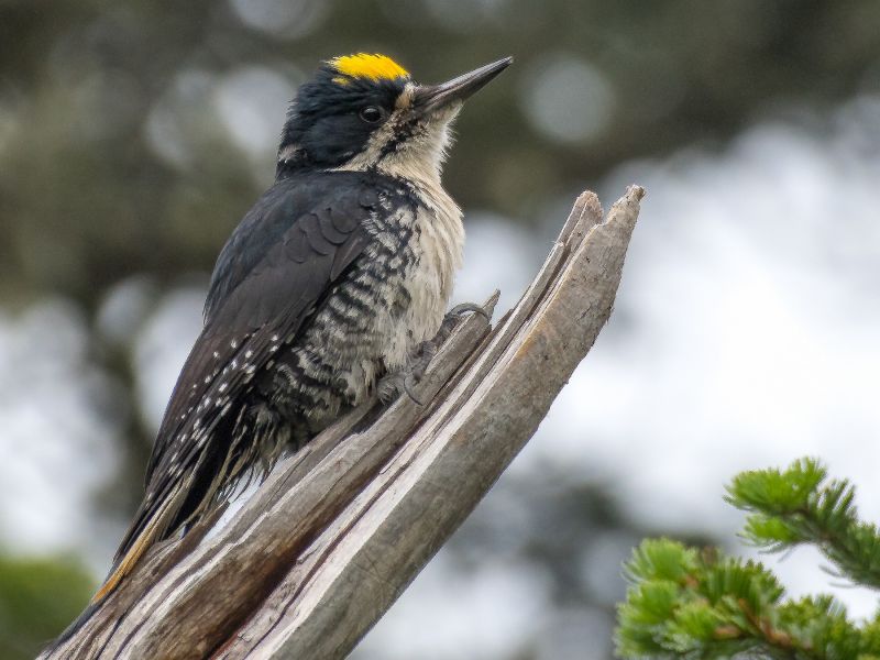 black backed woodpecker