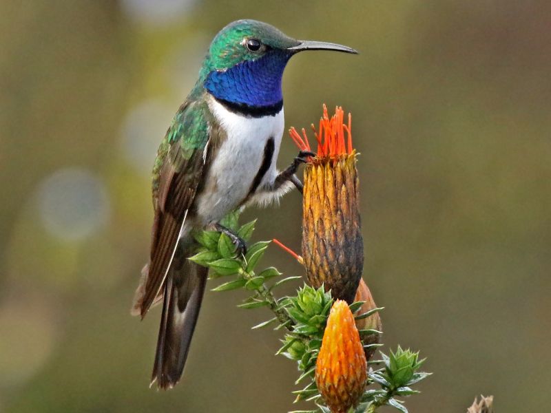 blue throated hummingbird