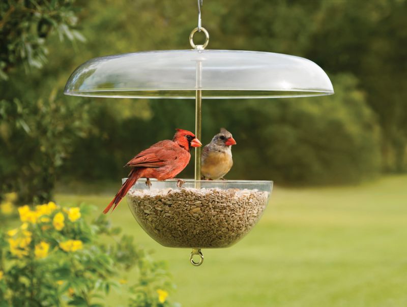 cardinal stopping by feeder before night time