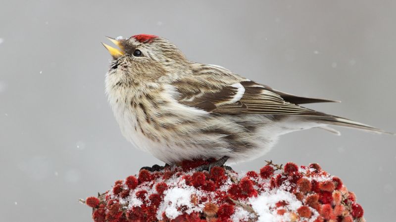 common redpoll